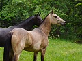 Darejan